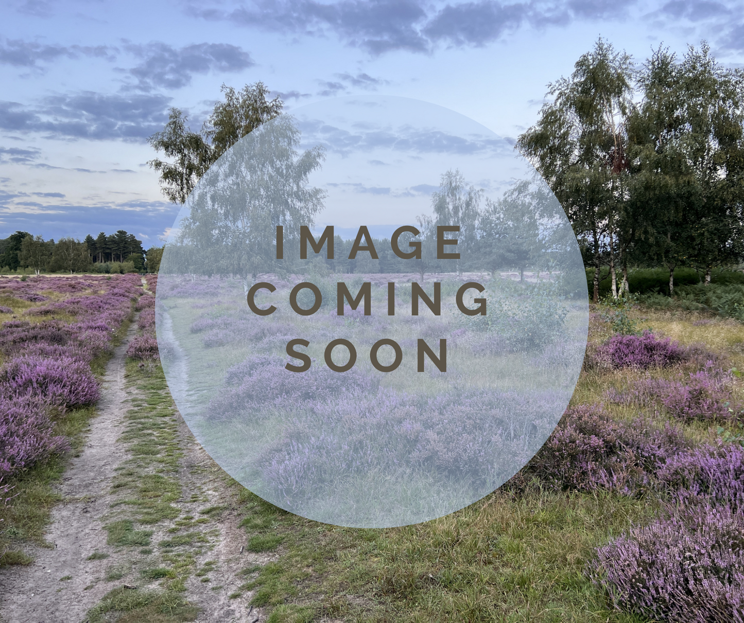 Pocket 3500 Mattress